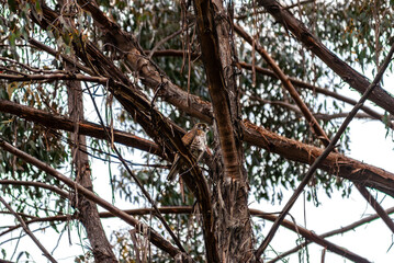 Female Brown Falcon In A Tree