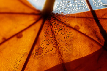 Autumn leaf backlit, water droplets clinging to its surface, creating a captivating contrast of...