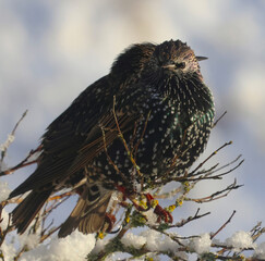 bird in the snow