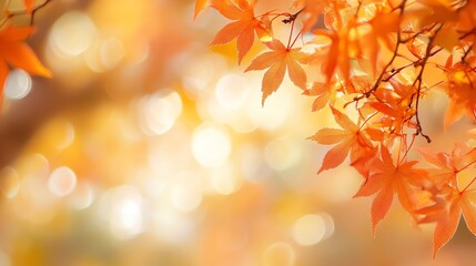 Fototapeta premium Close up of orange fall leaves against a blurred background.