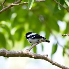 Black and white abstract picture with a raven bird sitting on a tree branch