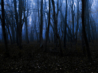 Fototapeta premium Scary dark forest in fog. Strange place. Silhouettes of trees in a gloomy misty forest. Mysterious landscape at dusk.