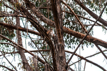 Female Brown Falcon In A Tree