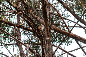 Female Brown Falcon In A Tree