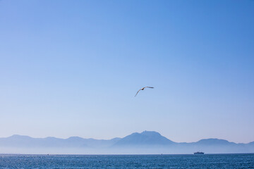 Skyline Napoli e gabbiano