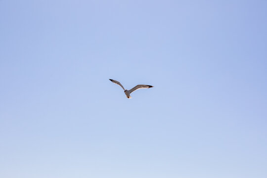 Gabbiano in volo