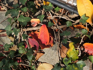 赤く色づいている落ち葉