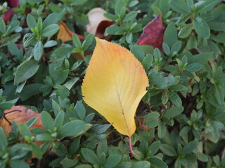 生垣の上に落ちている木の葉