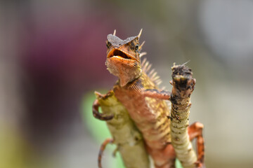 Acanthosaura capra is a species of Agamid lizards: commonly known as the mountain horned dragon