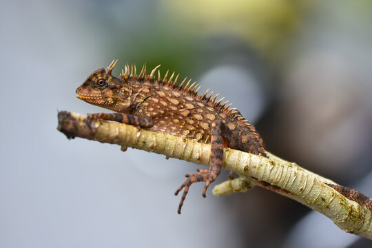 Acanthosaura capra is a species of Agamid lizards: commonly known as the mountain horned dragon