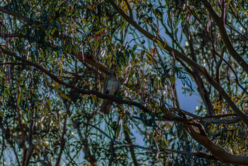 Female Brown Falcon In A Tree