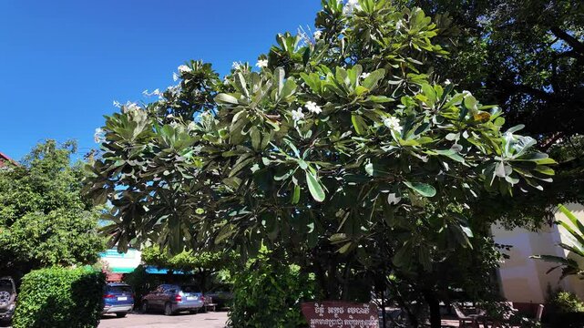 A plumeria acuminata tree with white and yellow champei flowers in bloom against a blue sky