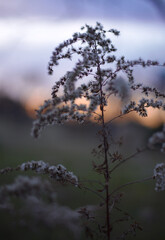 sunset with goldenrod seed plant