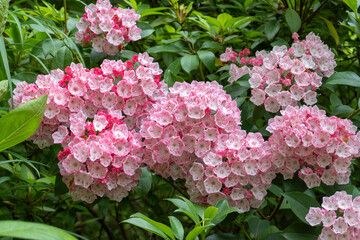 ピンク色のカルミアの花束