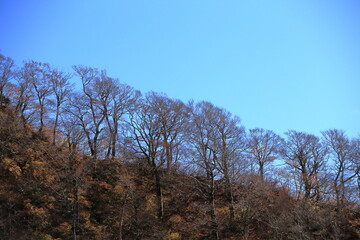 Fototapeta premium 落葉して枝だけになった尾根に並ぶ木々と青空