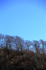 落葉して枝だけになった尾根に並ぶ木々と青空
