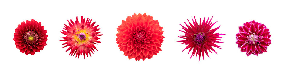 A collection of real red dahlia flower heads isolated against a transparent background for design...