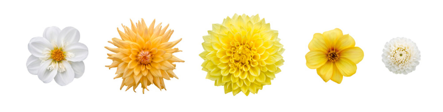 A collection of real yellow dahlia flower heads isolated against a transparent background for design elements.