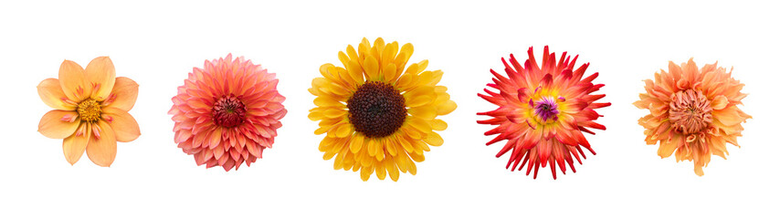A collection of real autumn yellow, orange and red dahlia flower heads isolated against a transparent background for design elements.