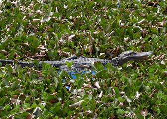 alligator in a swamp