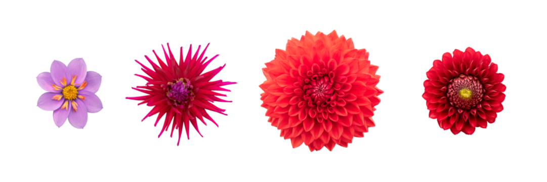 A collection of real red dahlia flower heads isolated against a transparent background for design elements.