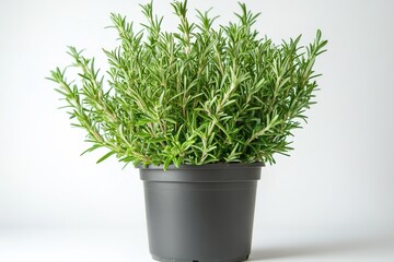 Fresh rosemary herb in pot with neutral background.