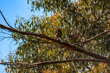 Male Brown Falcon Eating
