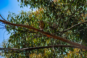 Male Brown Falcon Eating