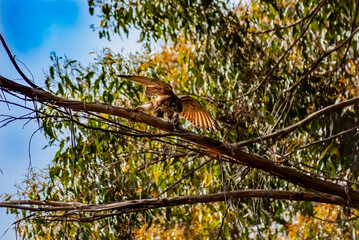 Male Brown Falcon Eating