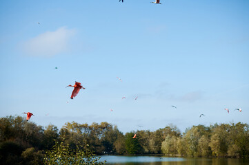 Birds Soaring Over a Tranquil Lake Against a Clear Blue Sky in a Natural Landscape