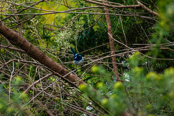 Male Superb Fairy-wren In A Tree