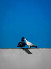 Love on the Edge