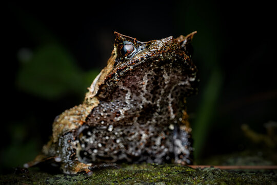 Closeup of Megophrys montana on the mossy rock