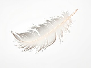 Obraz premium Delicate White Feather on Minimalist White Background with Fine Details