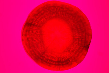 carrot, cross section, structure, pattern, background, color, ve