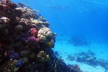 marine life in the Red Sea Egypt, hurghada