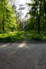 Fototapeta premium Green nature with trees and sunny light spring concept path in the middle of park