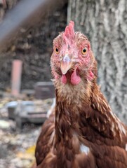 hen from small home farm