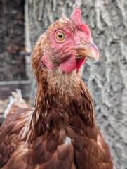 hen from small home farm