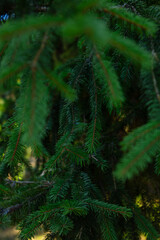 Nature holiday background with evergreen trees winter season