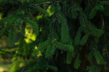 Background with evergreen spruce branches outdoor holiday concept