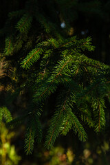 Natural background with green spruce branches and sunny light outdoor