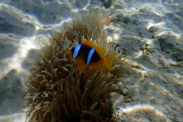 nemo fish from  the red sea