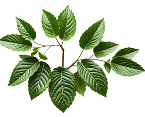 Fototapeta premium green leaves isolated