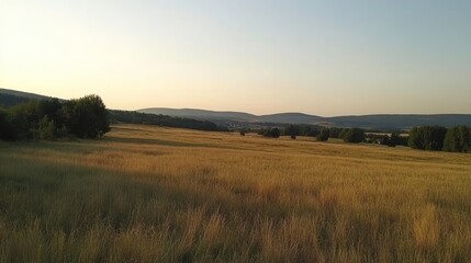 Golden Grassland at Dusk in Natural Landscape