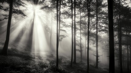 Naklejka premium A black and white photo of a misty forest, with tall trees disappearing into the fog.