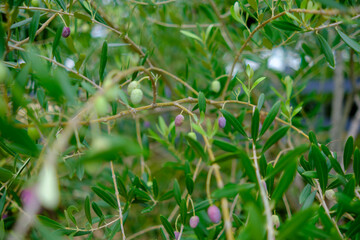 オリーブの枝と果実のクローズアップ