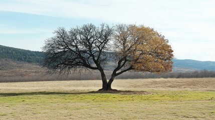 Fototapeta premium A solitary tree with contrasting seasonal foliage