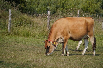 Krowa Jersey © Pawel Szypula