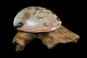 Haliotis asinina Shell on Driftwood black background